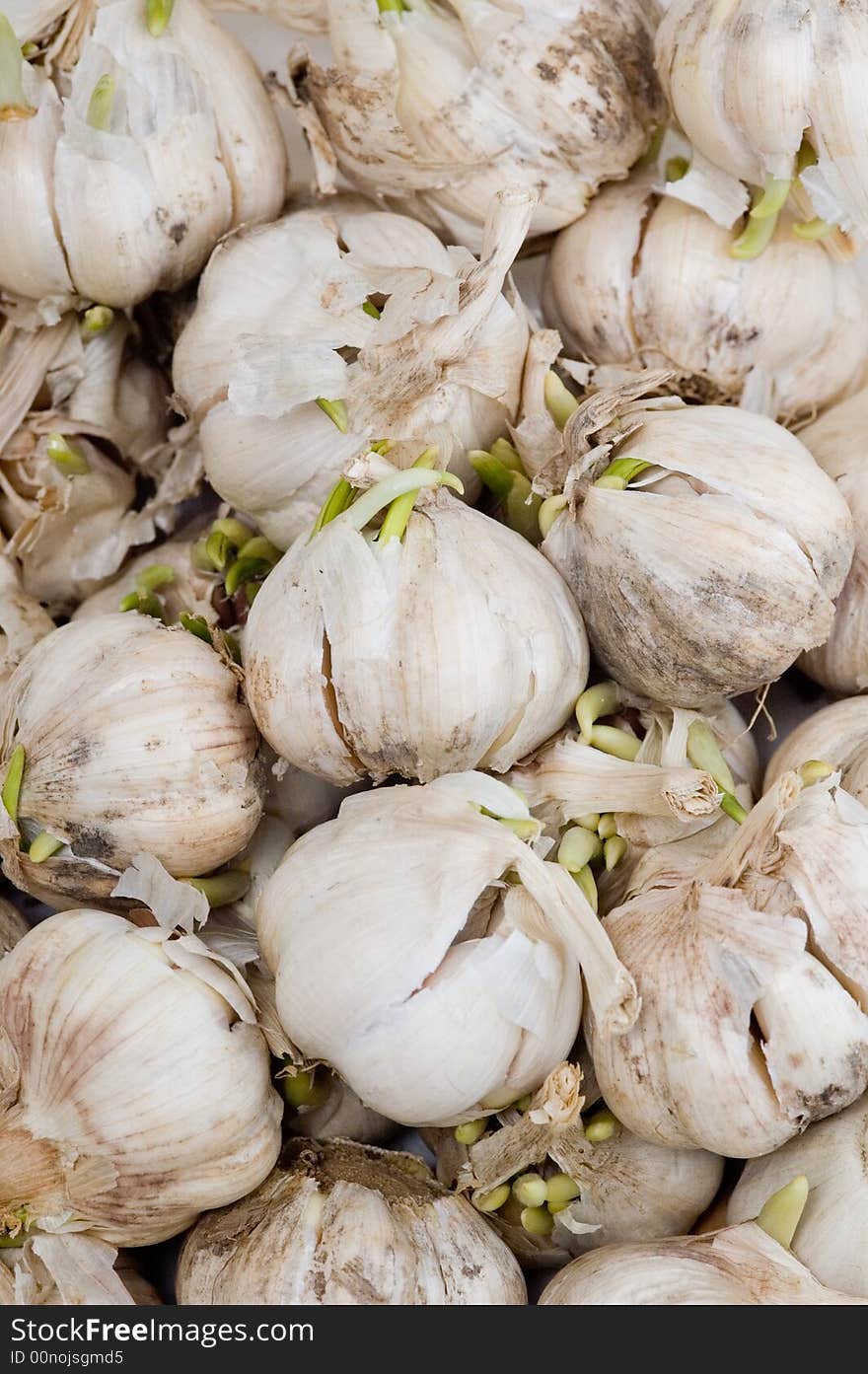 Garlic