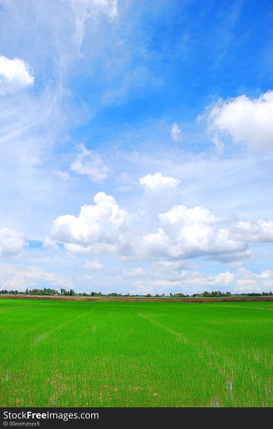 Paddy Field