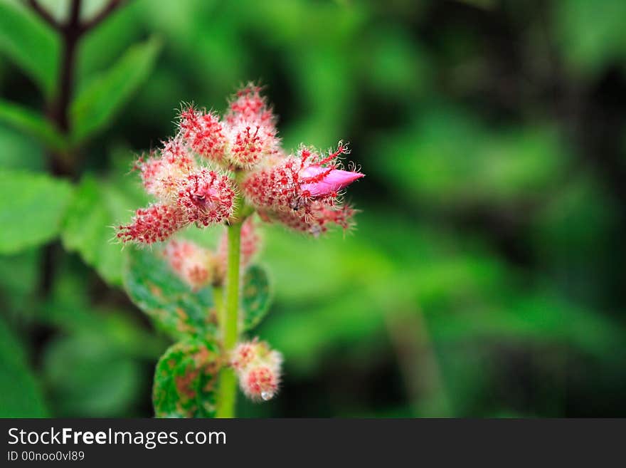 Hairy small pink flower buds with water drops. Hairy small pink flower buds with water drops