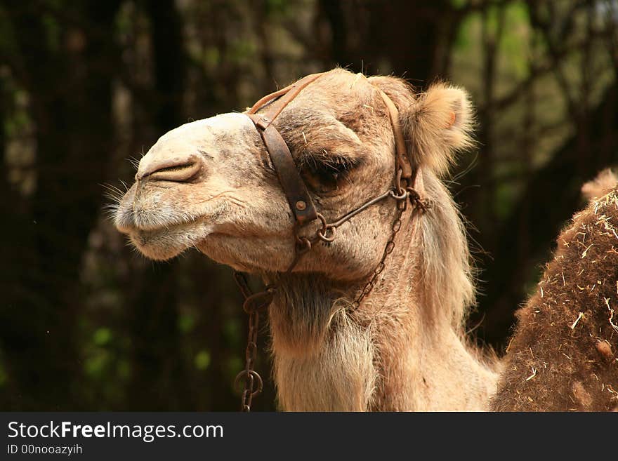 Head of a bactrian camel from Canary Islands looking a bit sad. Head of a bactrian camel from Canary Islands looking a bit sad