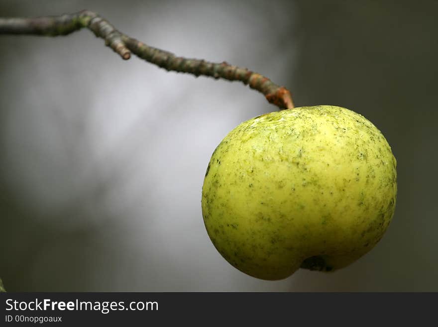 Green apple on the end of an apple tree branch.