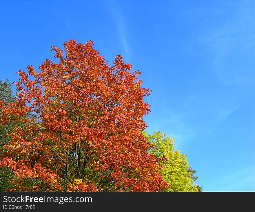 Colors of the fall - tree with multicoloured maple leaves in the country. Colors of the fall - tree with multicoloured maple leaves in the country