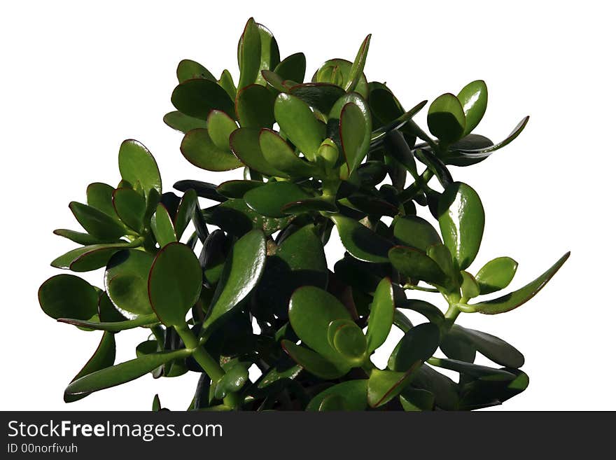 A money plant against a white background