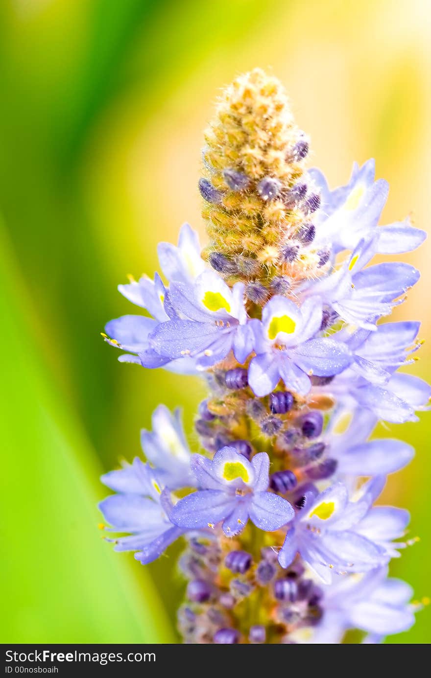 Inflorescence with fresh blooms and blue coils of stamens of unopened flowers. Inflorescence with fresh blooms and blue coils of stamens of unopened flowers