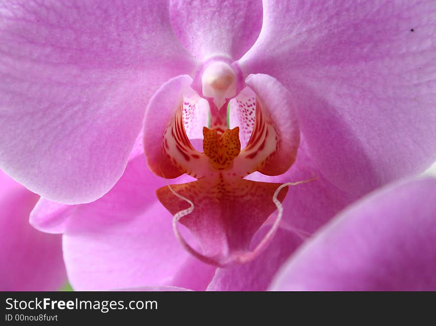 Pink orchidee makro capture. Nature is the real beauty on earth. Pink orchidee makro capture. Nature is the real beauty on earth.