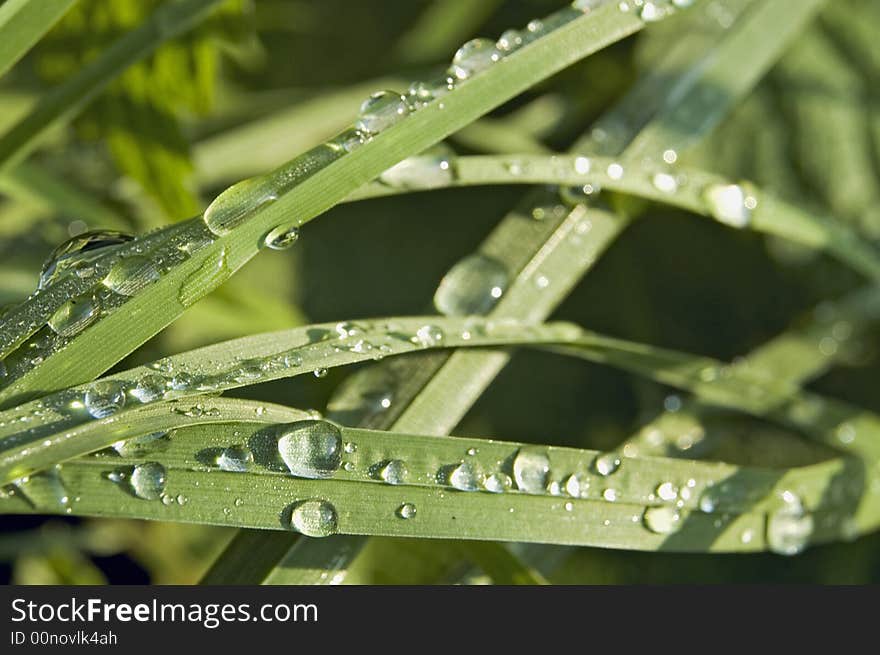 Dew on a grass