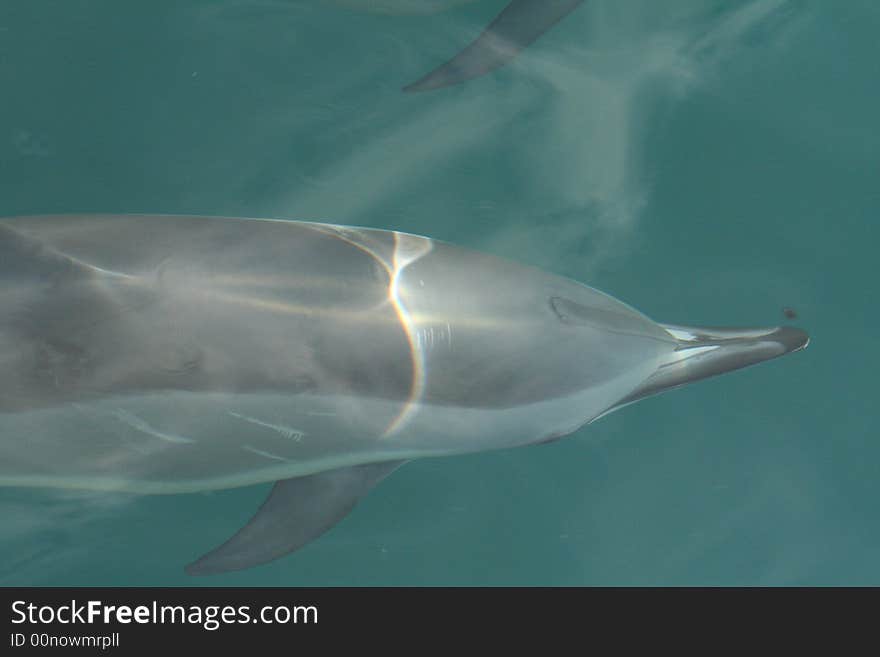 A spinner dolphin swimming along side a boat. A spinner dolphin swimming along side a boat.