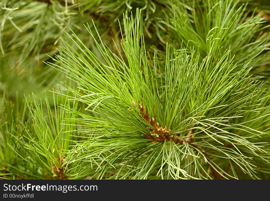 Coniferous tree with green young pin