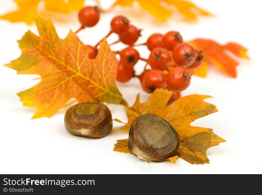 Chestnuts leaves and berries decoration isolated against white background