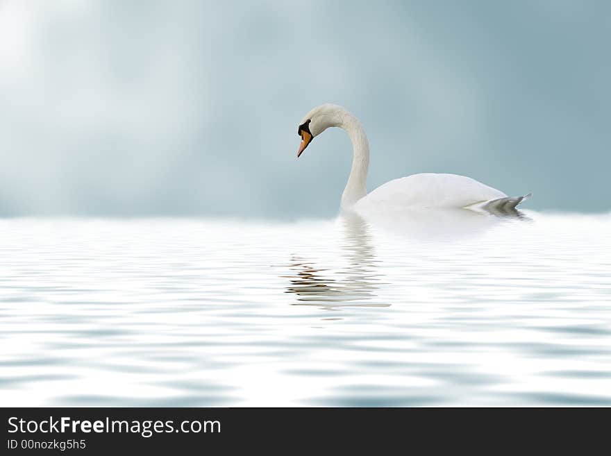 Lonely beautiful swan swimming on the lake