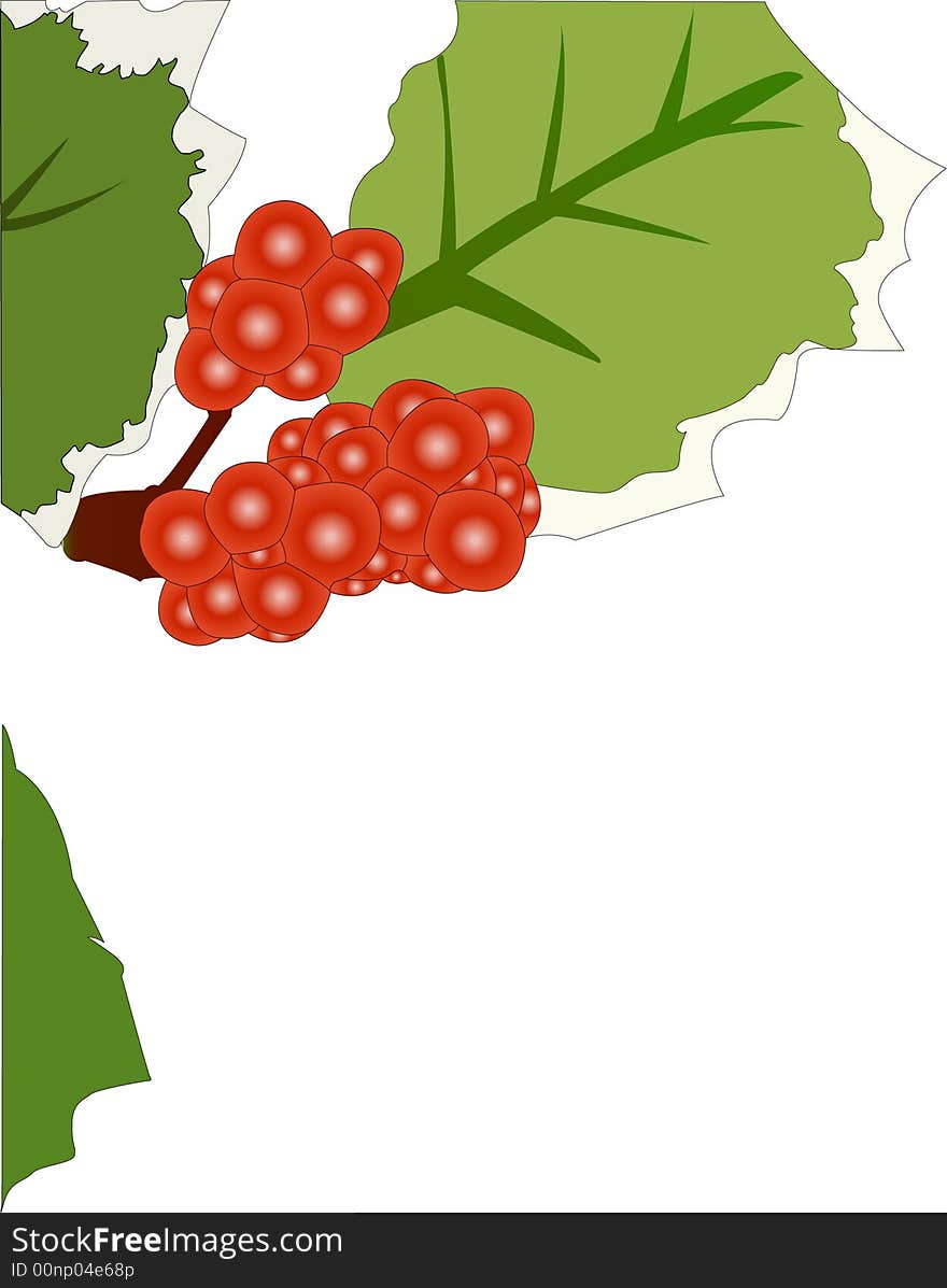 Holly leaves with red berries