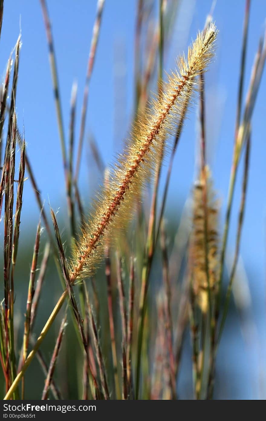 Tall Grass