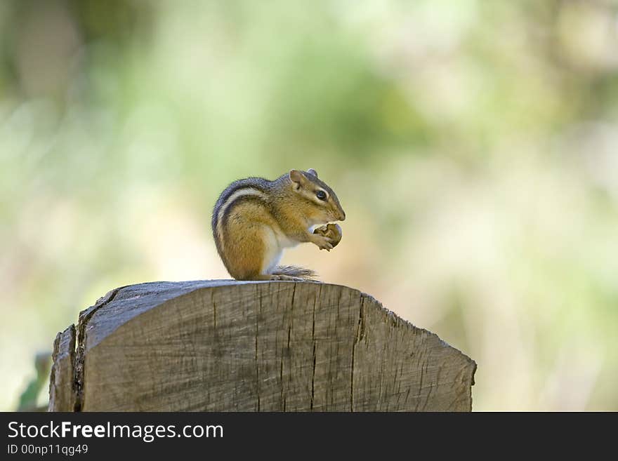 Chipmunk sitting on a tree stump and eating nut