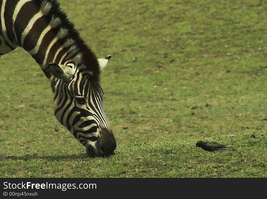 A zebra and a bird eating toghether. A zebra and a bird eating toghether