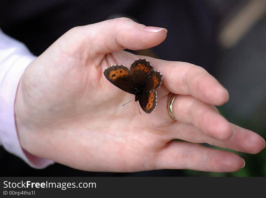 Wild buttrefly and woman hand