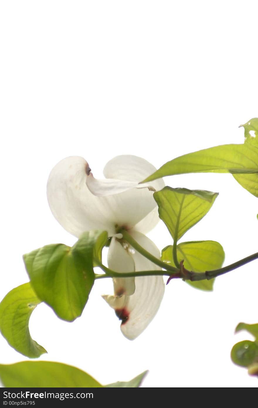 White spring flower and leaves isolated on white background. White spring flower and leaves isolated on white background