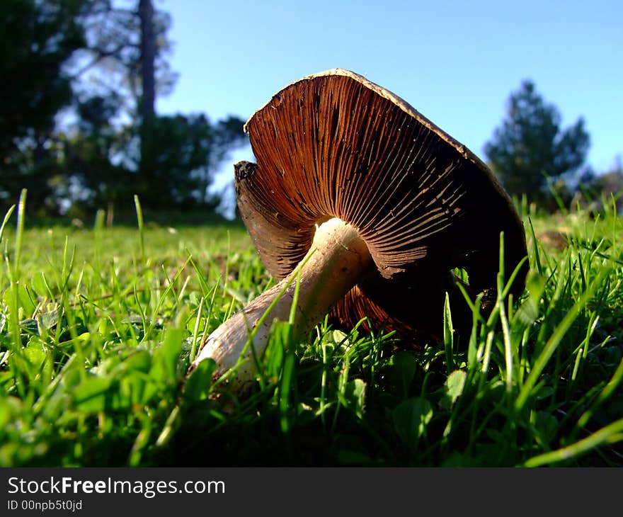 Natural mushroom in the forest