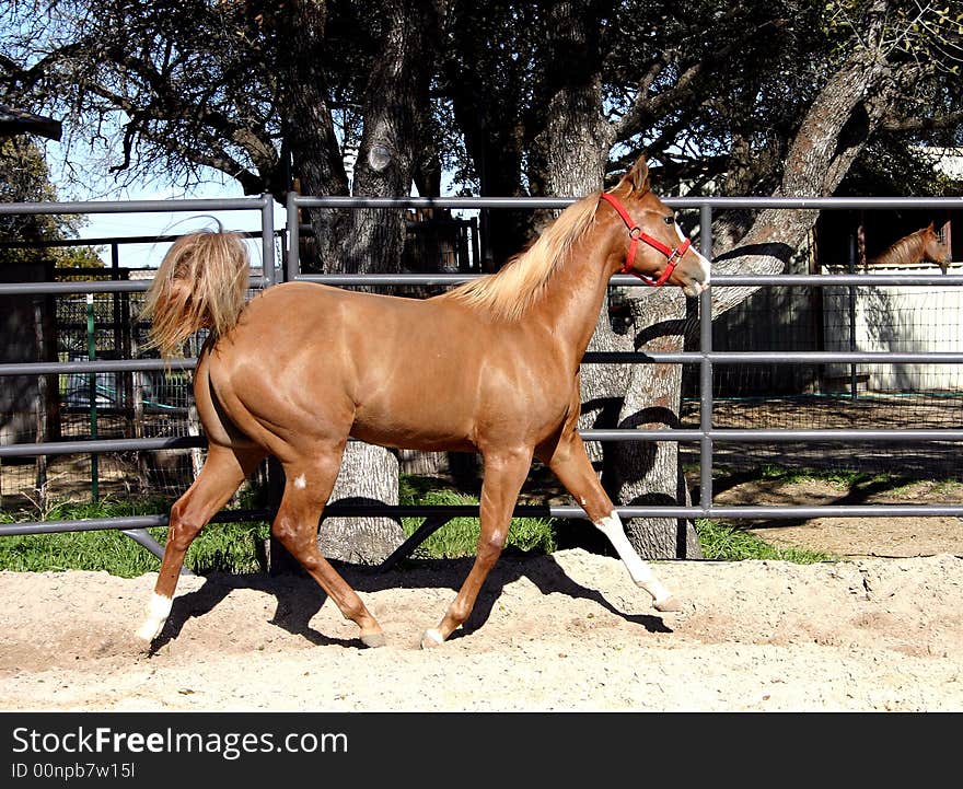 Sorrel quarter horse filly wearing red halter, trotting in round pen, tail up in air. Sorrel quarter horse filly wearing red halter, trotting in round pen, tail up in air.