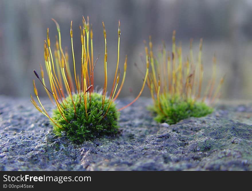 Small Plants