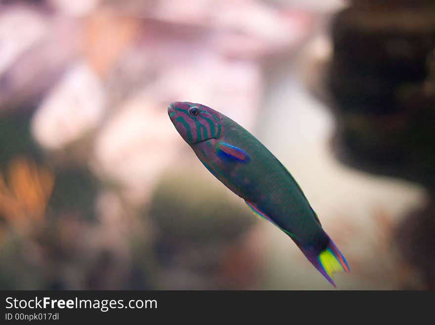 Moon wrasse on blurred background. Moon wrasse on blurred background