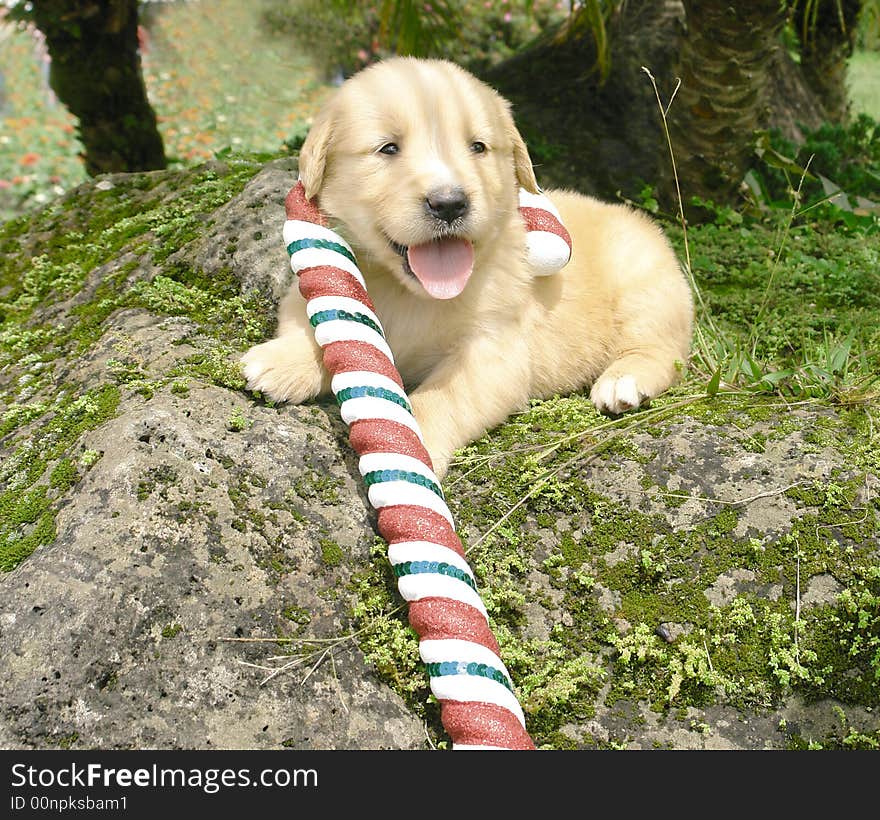 Christmas Golden Retriever