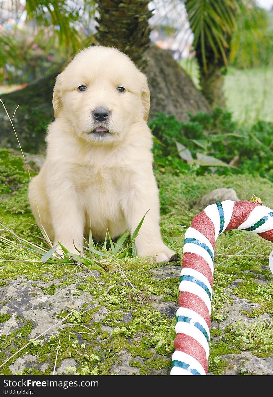 Christmas golden retriever