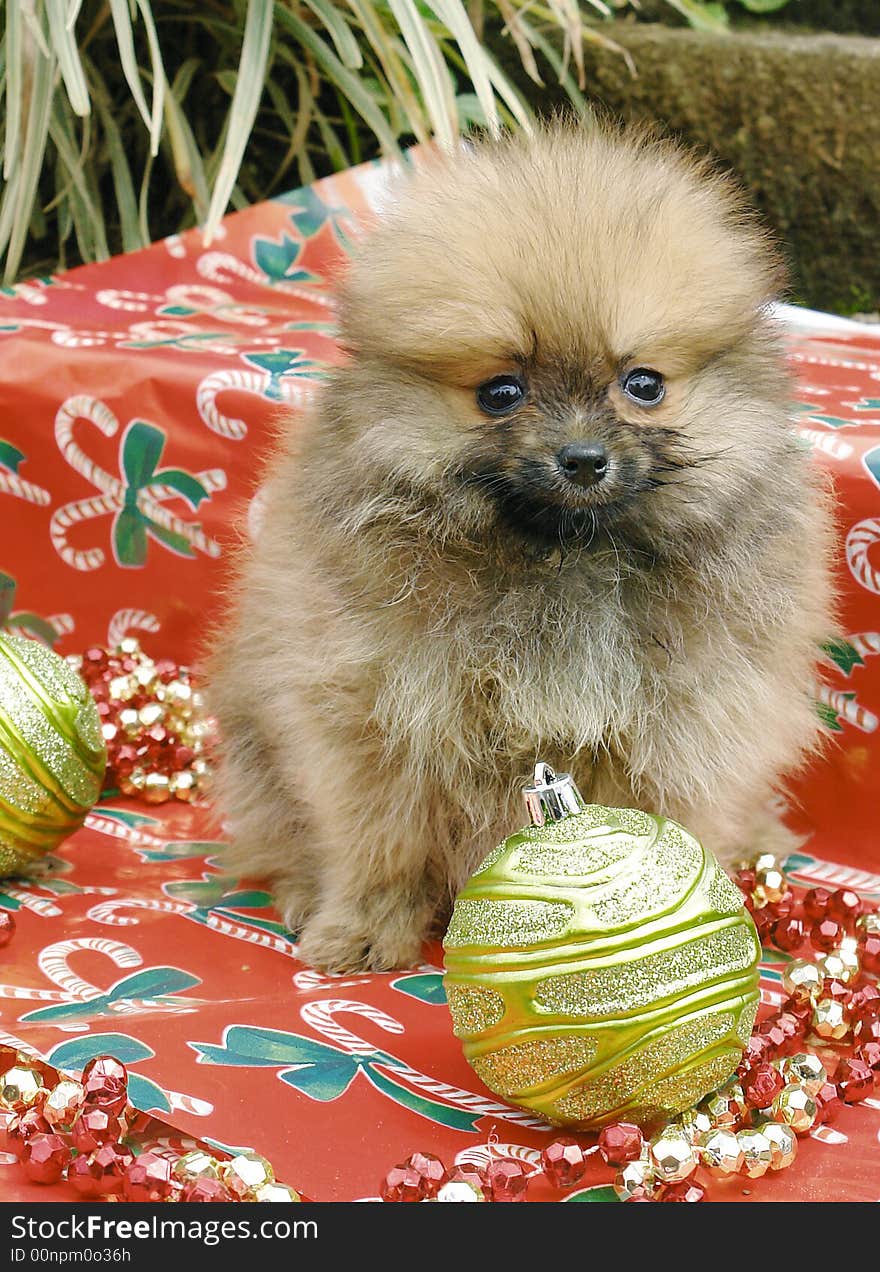 Pomeranian puppies