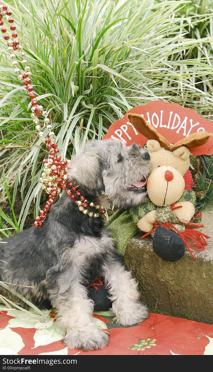 Schnauzer puppy