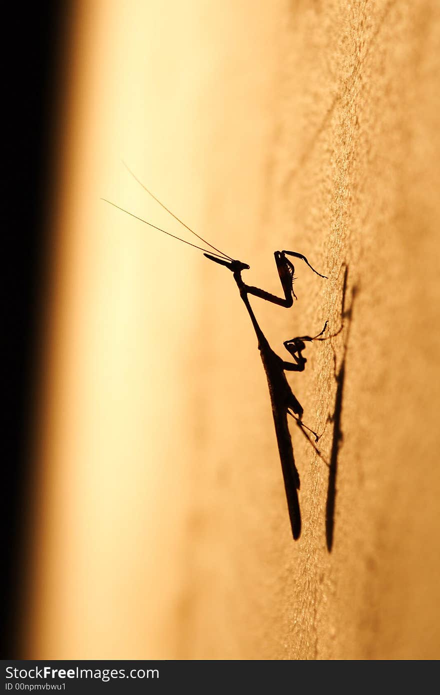 A mantis waiting for prey