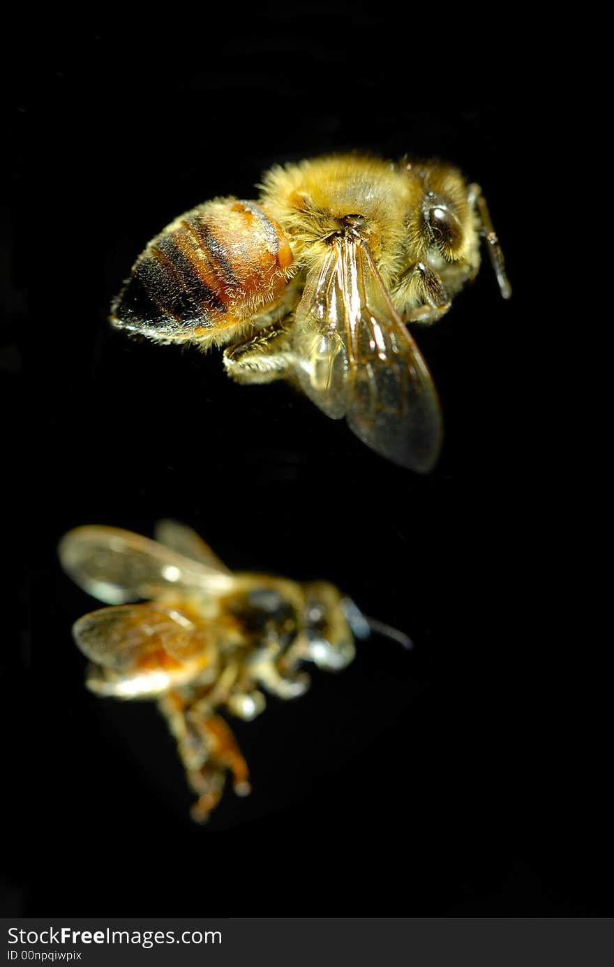 Close-up shot of  Flying bees with black background. Close-up shot of  Flying bees with black background