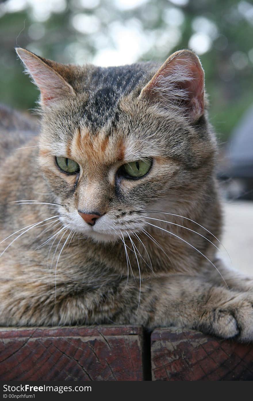 A brown gray and white tiger cat with green eyes laying on a wooden deck with trees in the background.