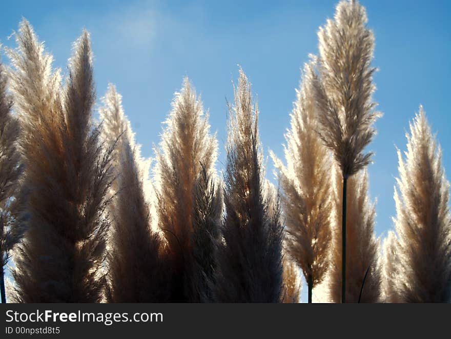 Water Reeds