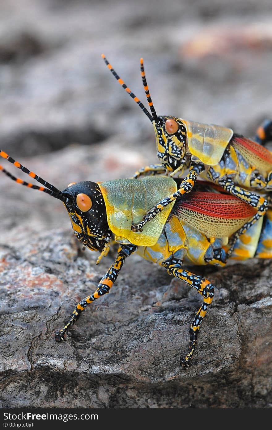 Colorful African grasshoppers piggyback along a tree trunk.