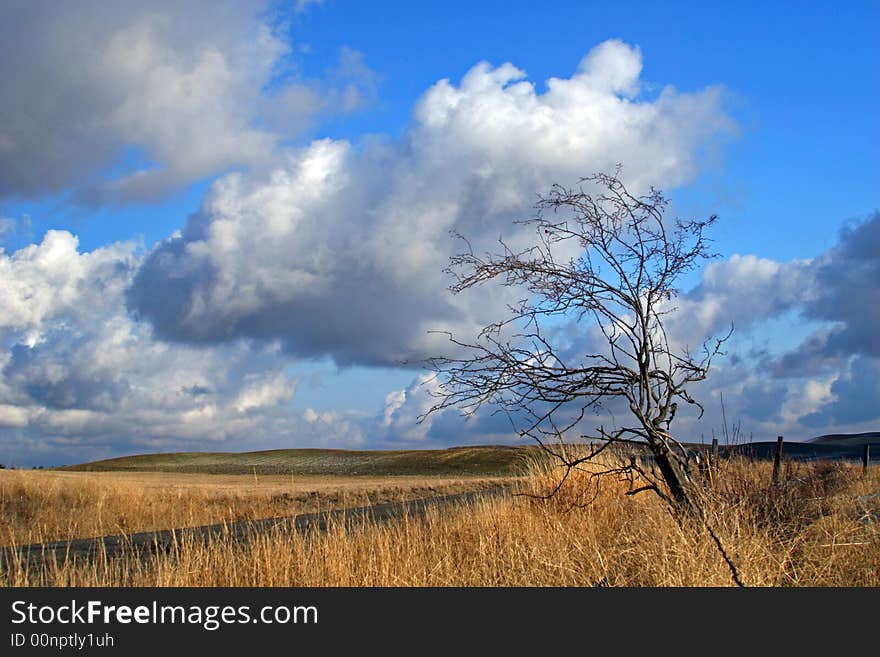 A rural Palouse landscape, a lone tree against fluffy clouds.