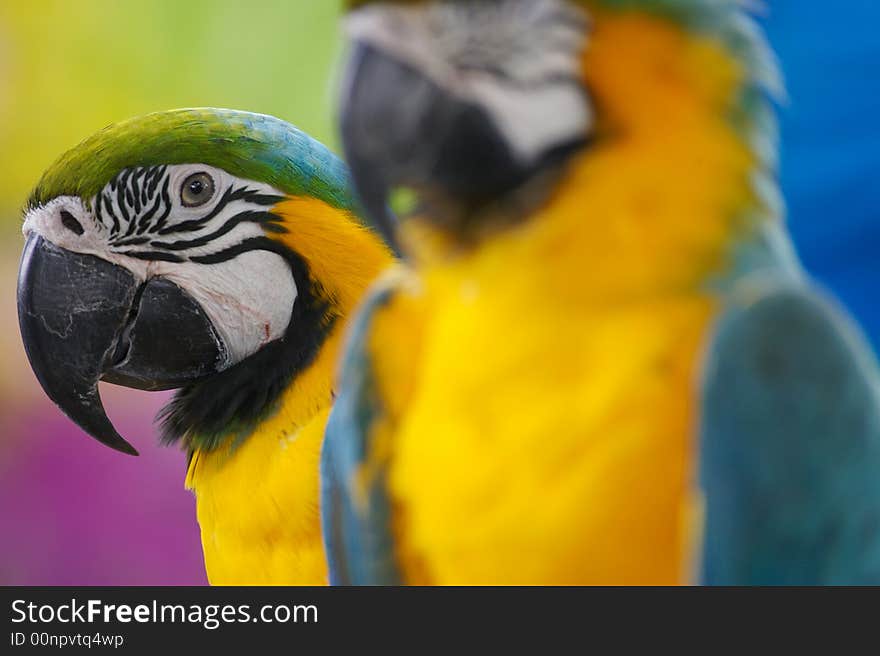 Blue And Yellow Macaw