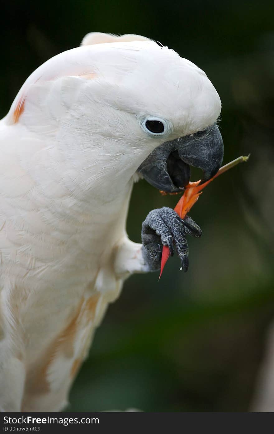 White Parrot