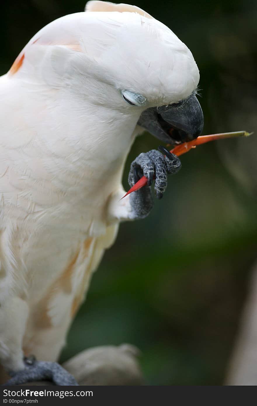 White Parrot