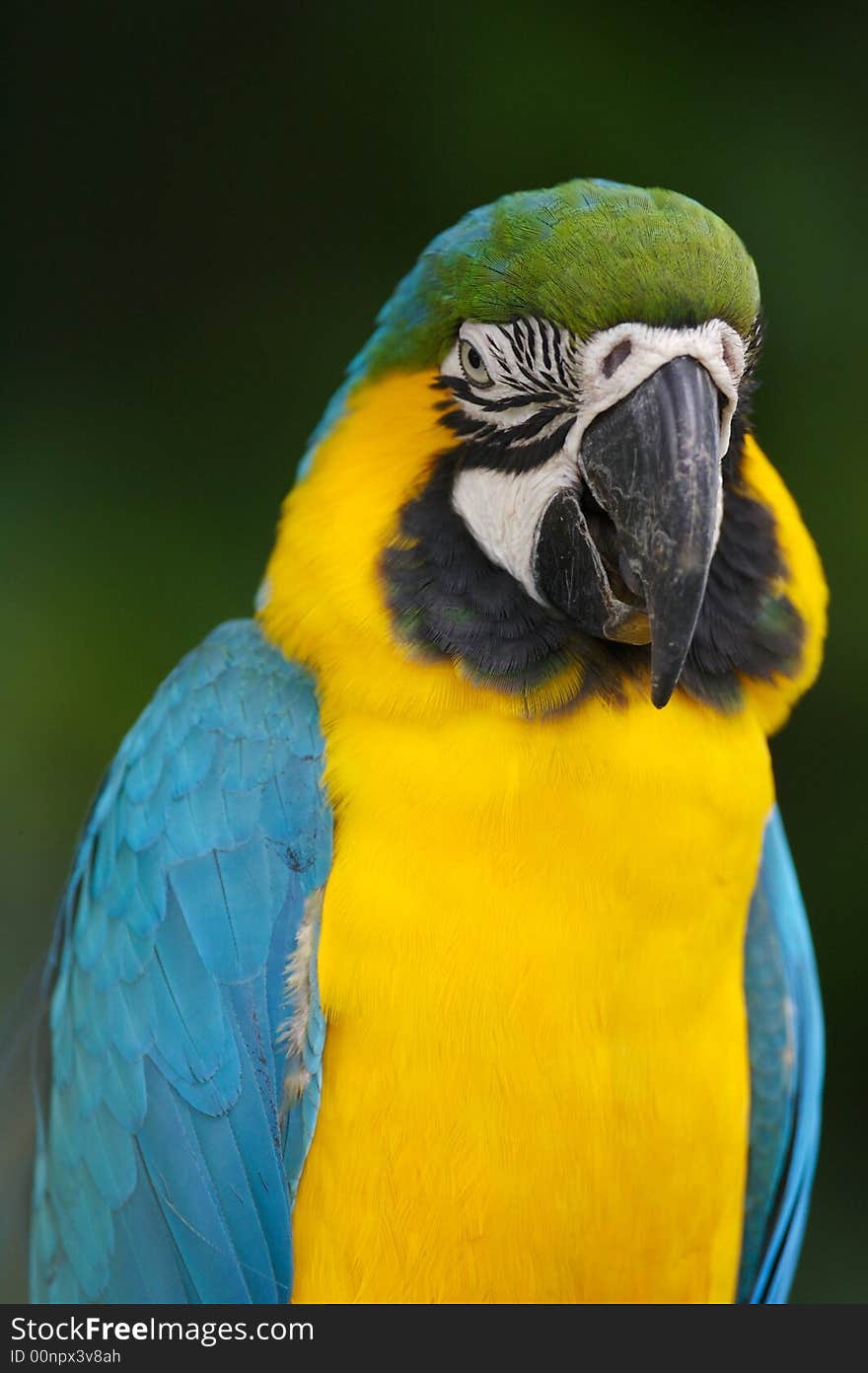 A close up shot of a Blue & Yellow Macaw