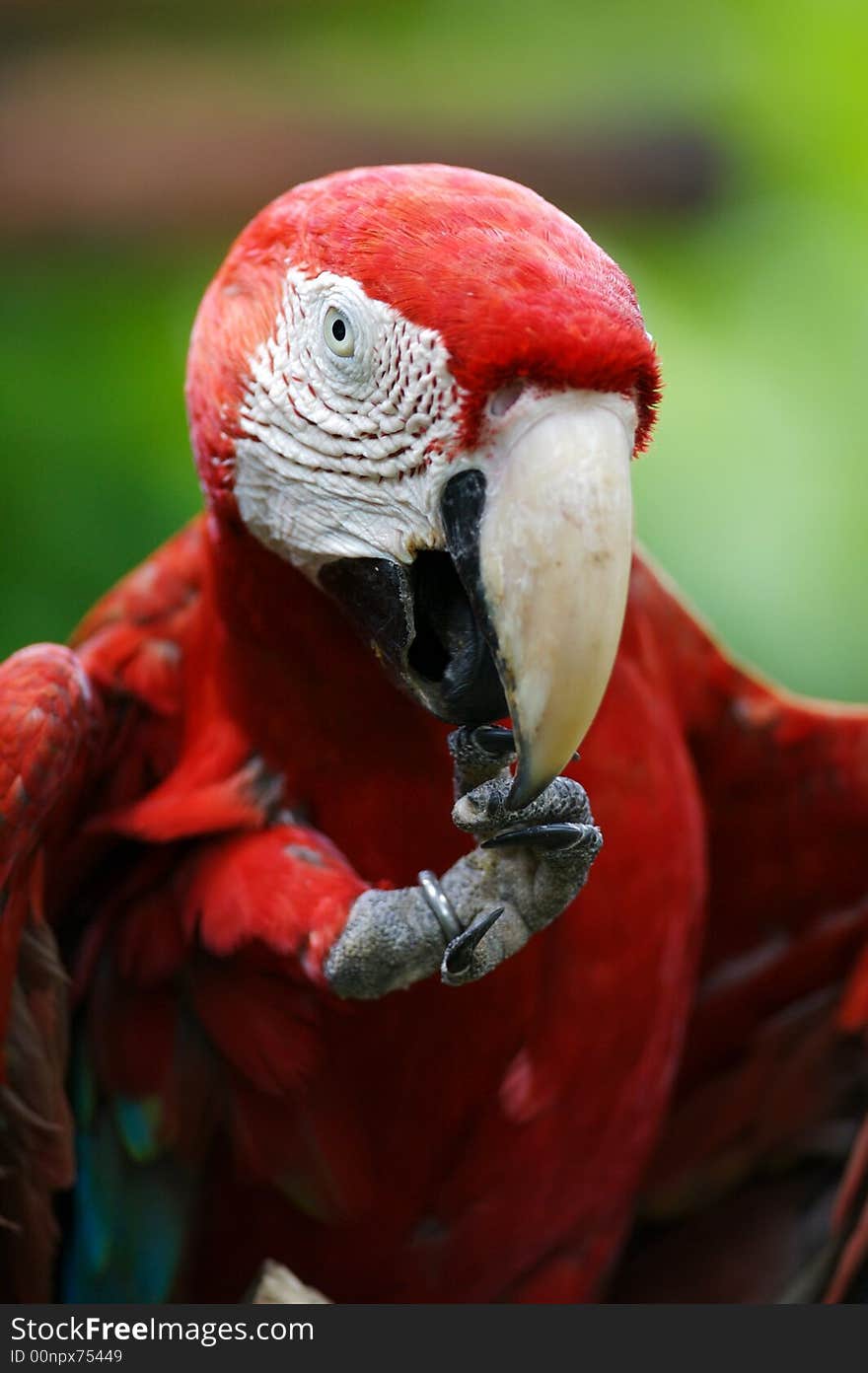 A close up shot of a Scarlet Macaw Macaw