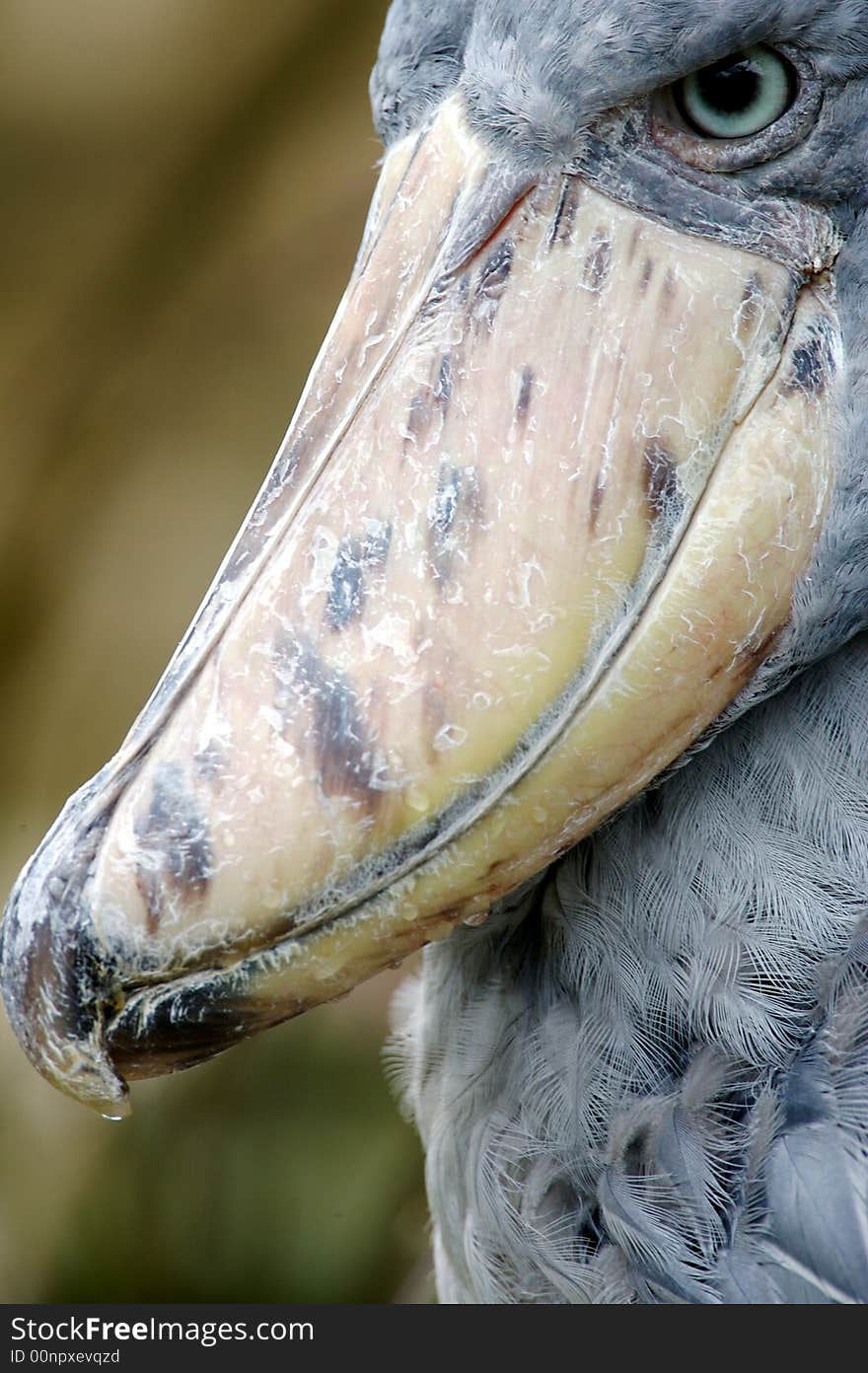 A close up shot of the African Shoebill