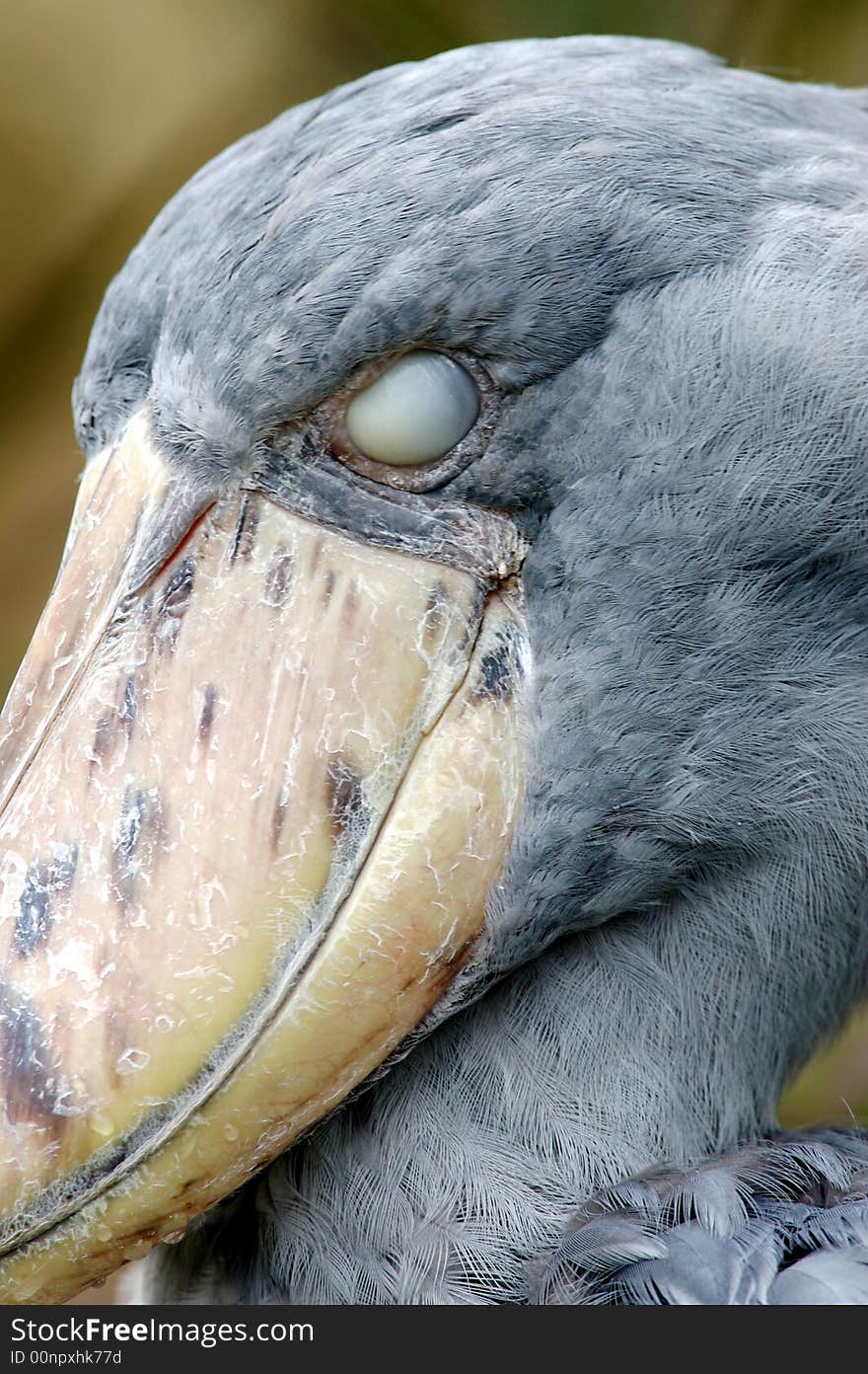 A close up shot of the African Shoebill