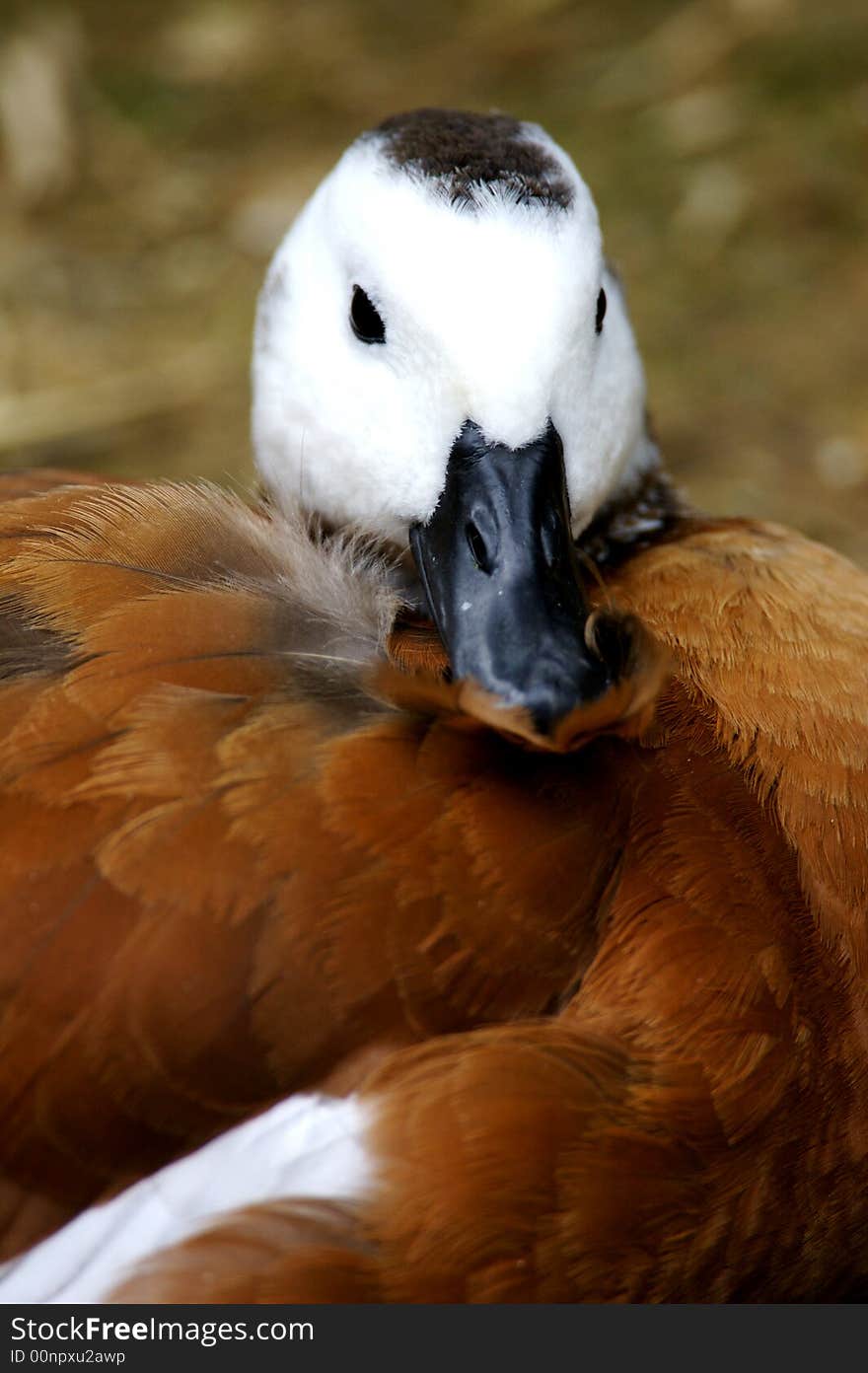 African Shelduck