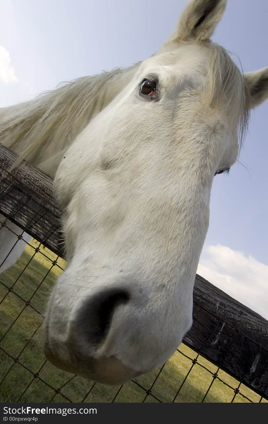 White Horse