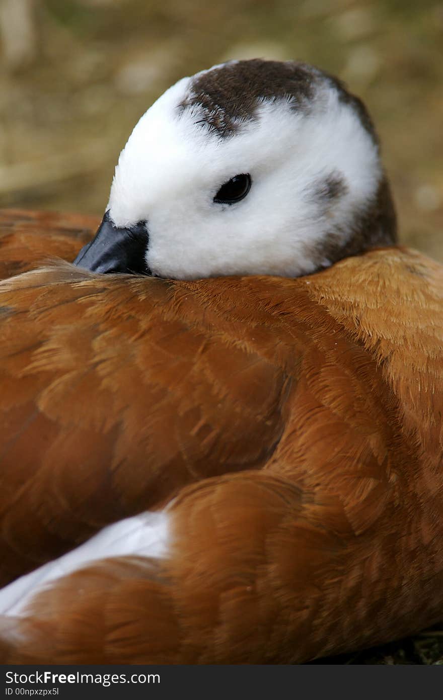 African Shelduck