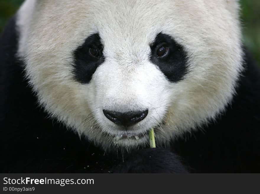 Giant Panda