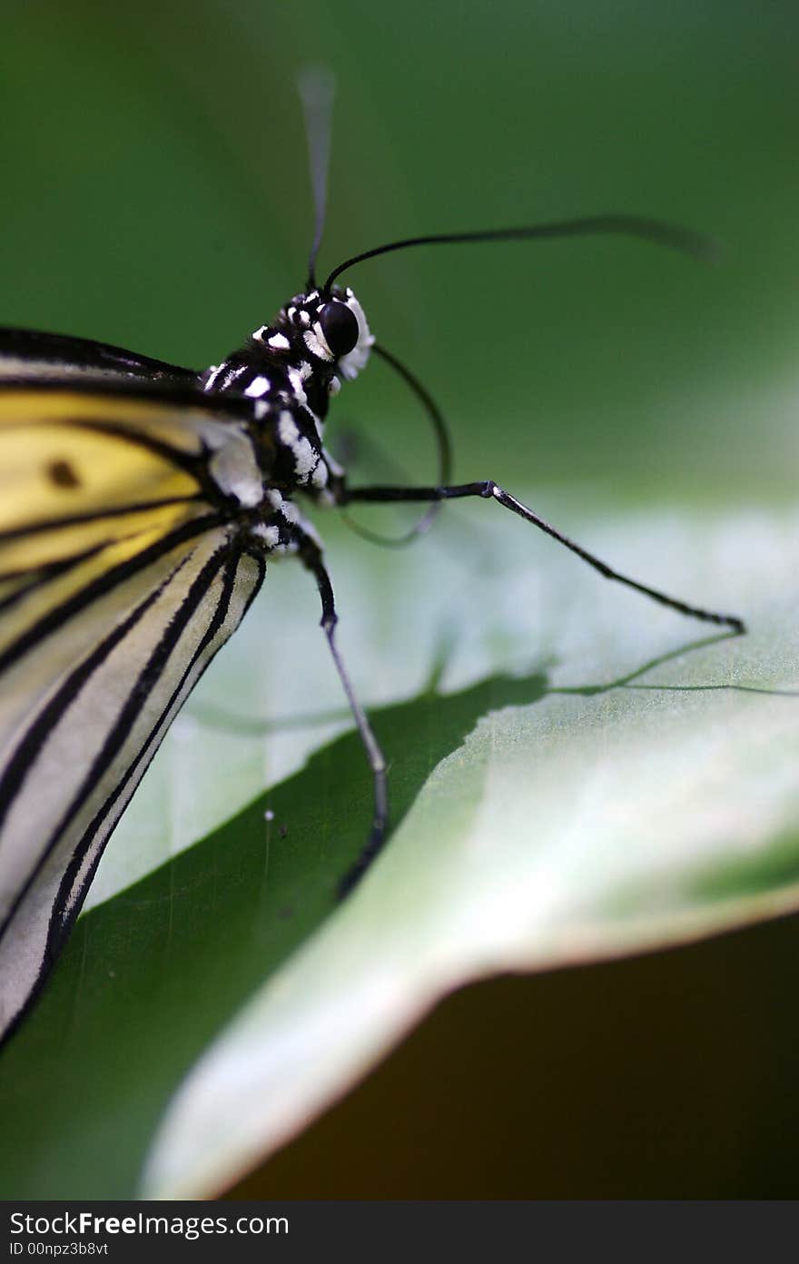 A close up shot of a butterfly. A close up shot of a butterfly