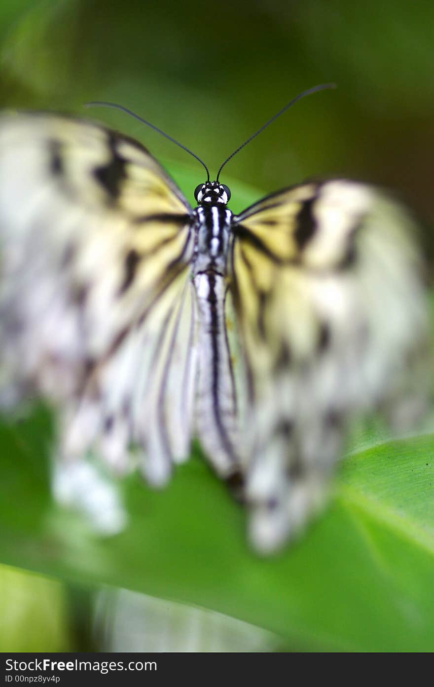 A close up shot of a butterfly. A close up shot of a butterfly