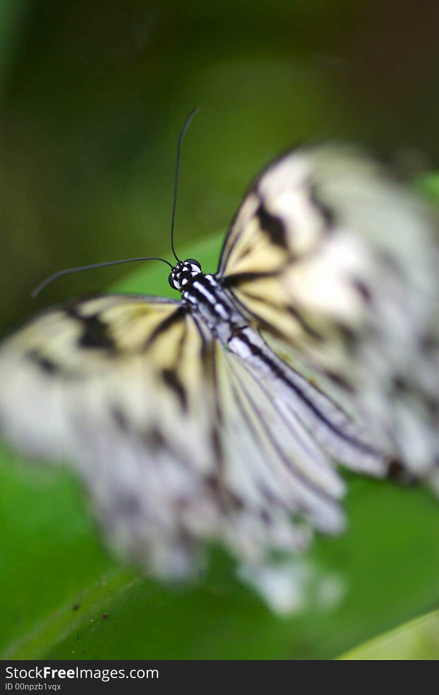 A close up shot of a butterfly. A close up shot of a butterfly