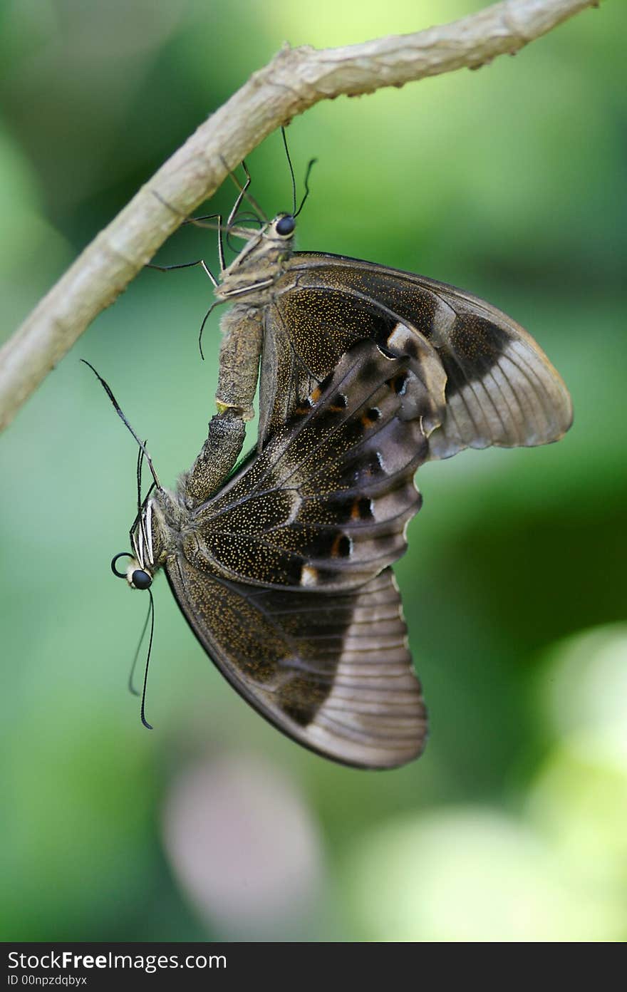 A close up shot of a butterfly. A close up shot of a butterfly