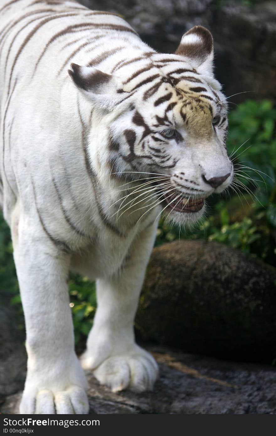 A close up shot of a white tiger